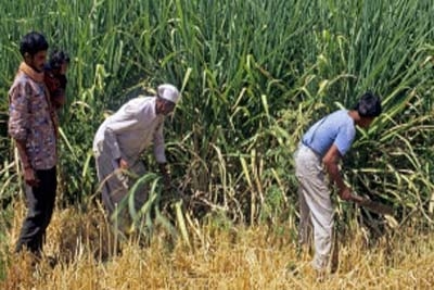 Menor produção de açúcar no Brasil