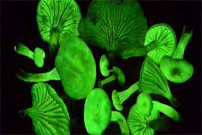 Cogumelo que emite luz é encontrado no Brasil após 170 anos