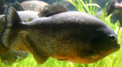 Piranhas 'latem' para intimidar rivais, dizem pesquisadores