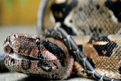 Homem é detido com mala cheia de cobras em aeroporto na Argentina