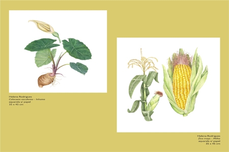 Exposição: Espécies botânicas da culinária mineira