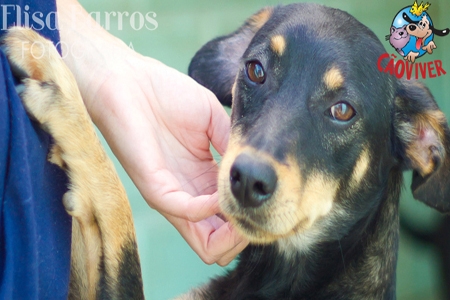 Bazar Permanente da ONG Cão Viver, participe!