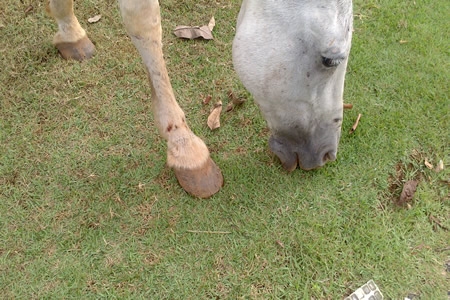 Flagrante de maus tratos de animais em plena sexta-feira da paixão