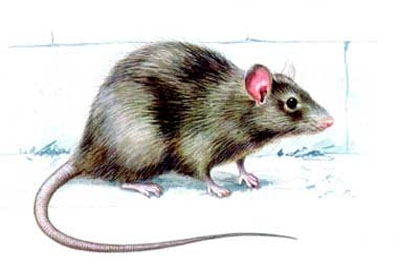 Assunto: Ratos