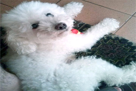 Procura-se cachorro da raça Poodle