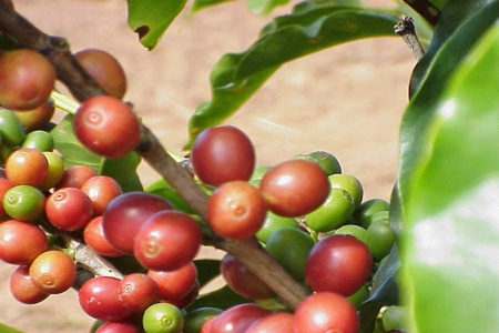 8ª edição do Espaço Café Brasil começou nesta segunda-feira (9)