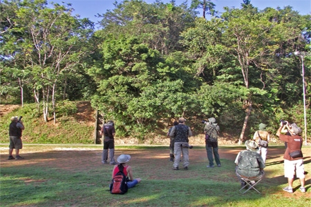 Parques de BH possuem programações de observação de aves 