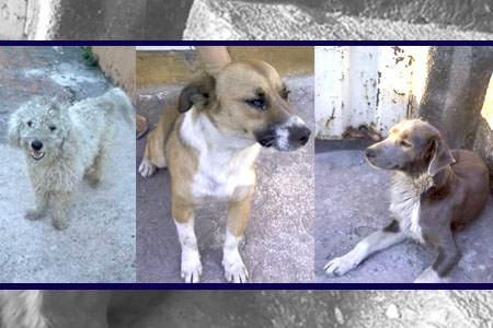 Dona de casa luta para dar um lar para três cães de rua