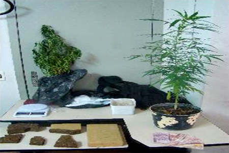 PM apreende dois pés de maconha no bairro Novo Eldorado