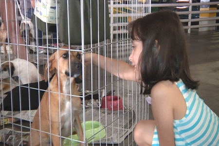 Big Shopping recebe feira de adoção de cães e gatos neste domingo (25)