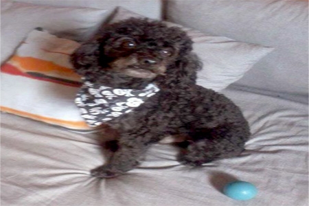 Cachorro desaparecido no Eldorado