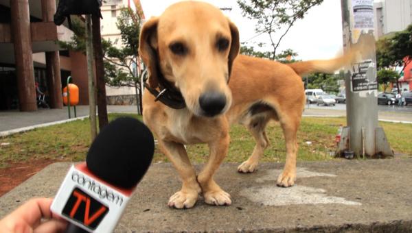 Entrevista exclusiva com um Vira-lata