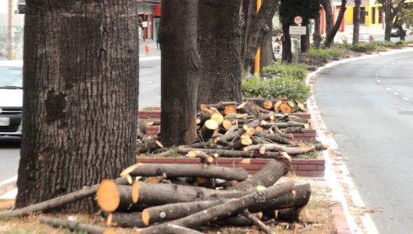 Podas radicais destroem as árvores e pioram a qualidade do ar 
