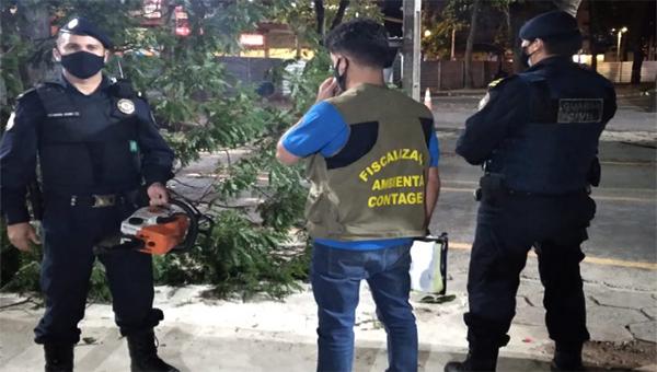 Flagrante de corte irregular de árvores em Contagem