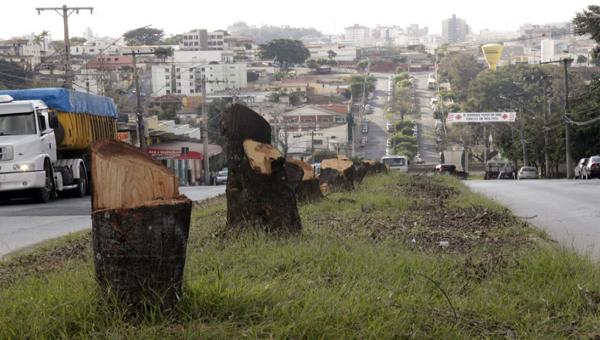 Dezenas de árvores são cortadas para dar lugar a trincheira