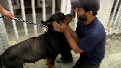 CADELA ROTTWEILLER VITIMA DE MAUS TRATOS É RESGATADA 